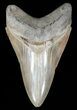 Serrated, Lower Megalodon Tooth #60482-1